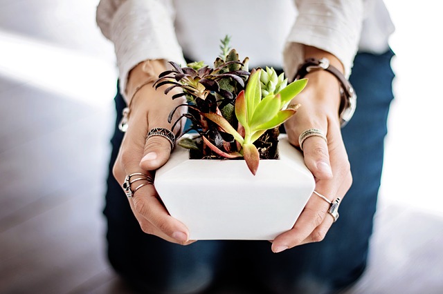 Protéger ses plantes d'intérieur en hiver