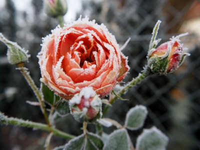 Jardinage : comment aider ses plantes à survivre à l’hiver ?